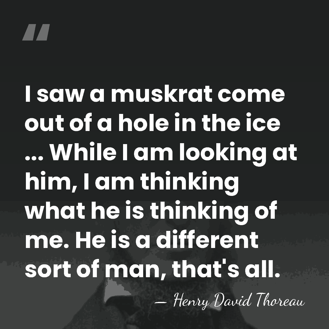 I saw a muskrat come out of a hole in the ice&hellip; - Henry David Thoreau