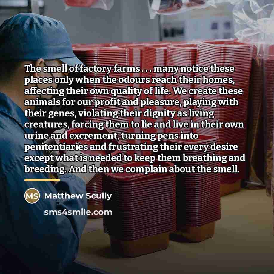 “The smell of factory farms . . . many notice…” quote by Matthew Scully