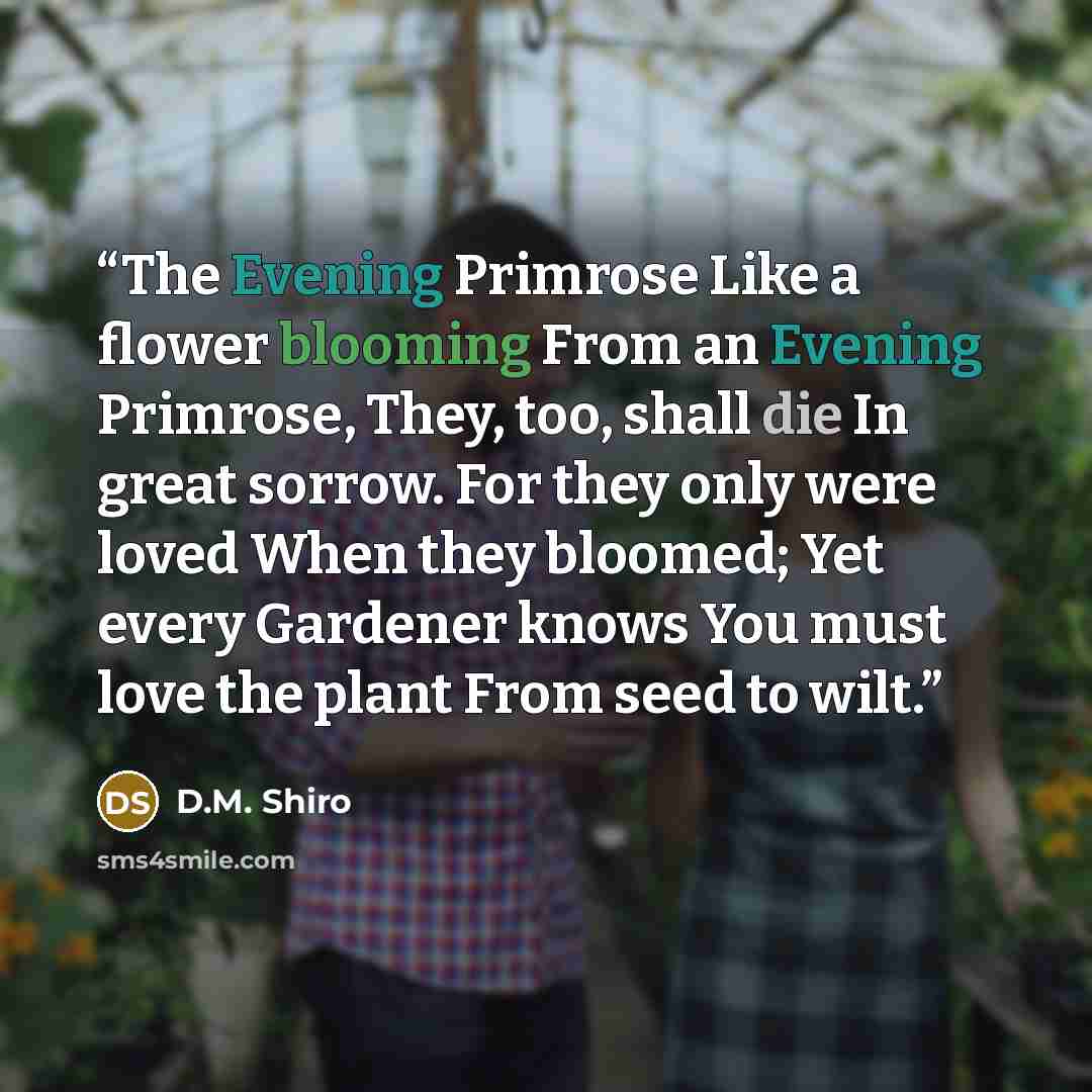“The Evening Primrose Like a flower blooming From an Evening Primrose, They, too, shall die In great sorrow. For they only were loved When they bloomed; Yet every Gardener knows You must love the plant From seed to wilt.” quote by D.M. Shiro