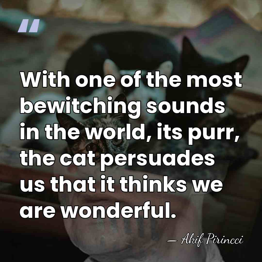 With one of the most bewitching sounds in the world, its purr,&hellip; - Akif Pirincci
