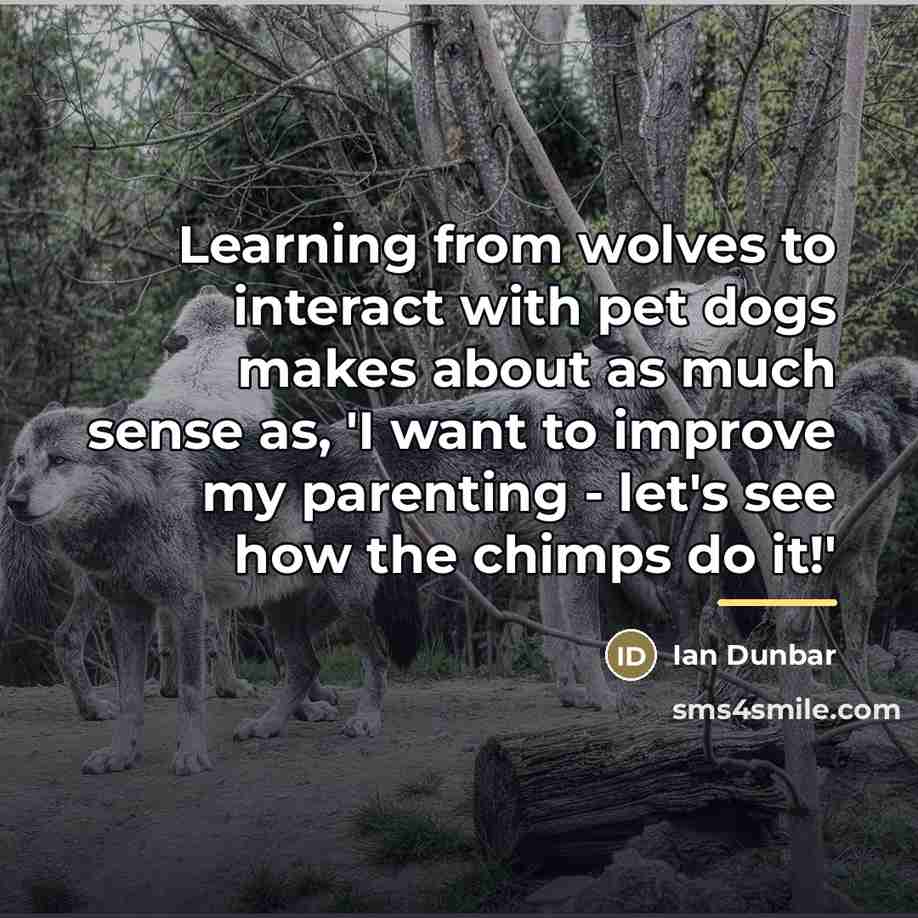 “Learning from wolves to interact with pet dogs makes about…” quote by Ian Dunbar
