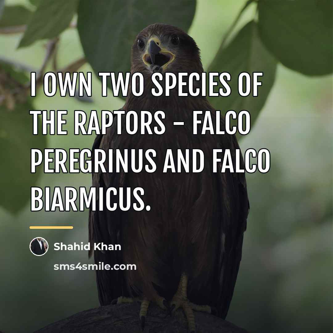 “I own two species of the raptors - Falco peregrinus…” quote by Shahid Khan