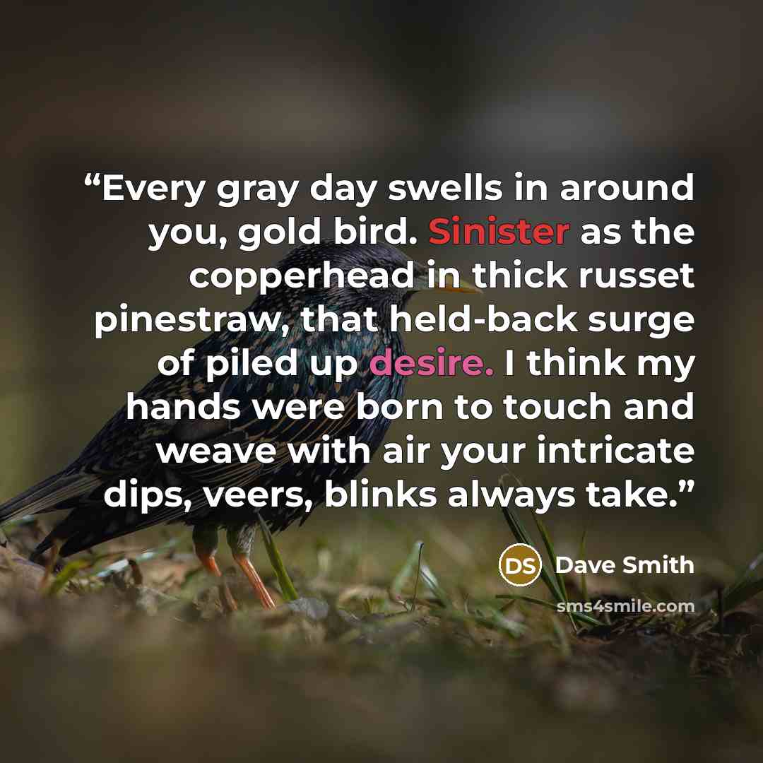 “Every gray day swells in around you, gold bird. Sinister as the copperhead in thick russet pinestraw, that held-back surge of piled up desire. I think my hands were born to touch and weave with air your intricate dips, veers, blinks always take.” quote by Dave Smith