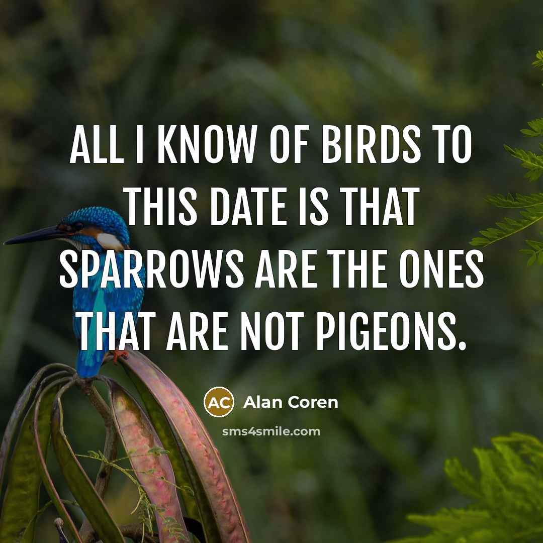 “All I know of birds to this date is that…” quote by Alan Coren