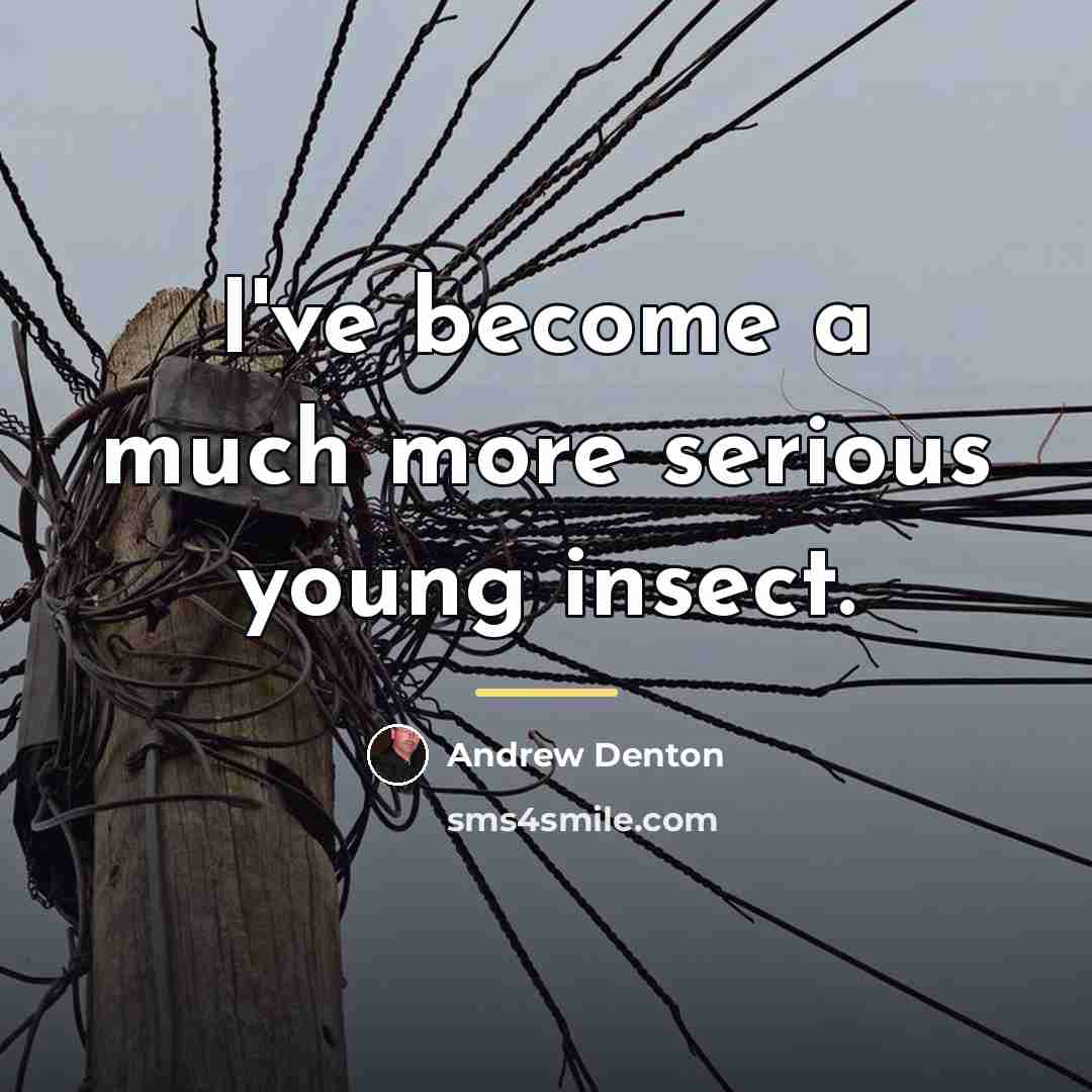 “I've become a much more serious young insect.…” quote by Andrew Denton