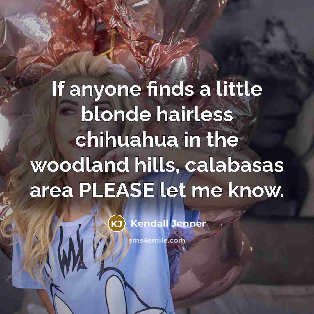 “If anyone finds a little blonde hairless chihuahua in the woodland hills, calabasas area PLEASE let me know.” quote by Kendall Jenner