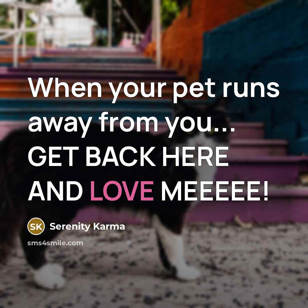 “When your pet runs away from you... GET BACK HERE AND LOVE MEEEEE!” quote by Serenity Karma