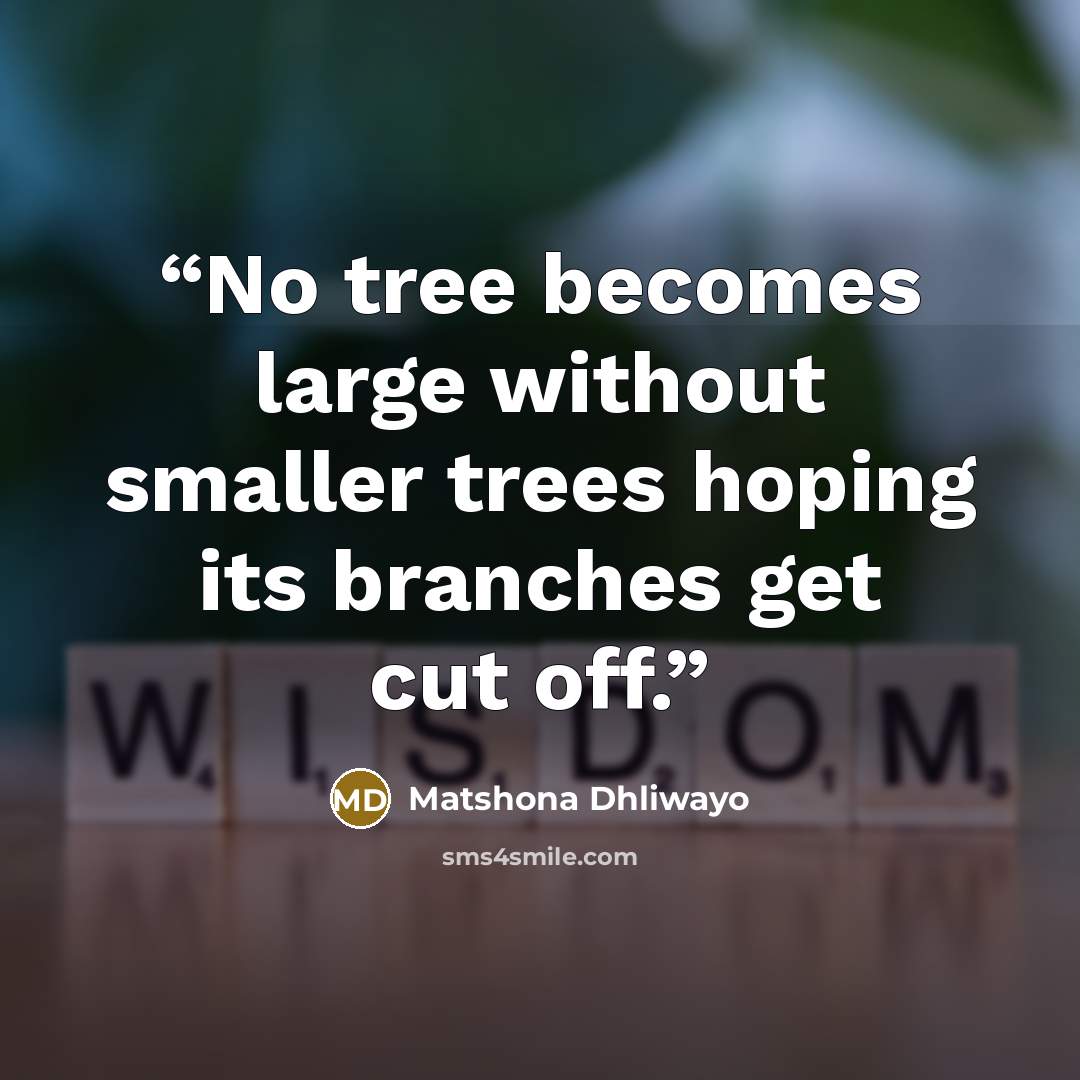 “No tree becomes large without smaller trees hoping its branches get cut off.” quote by Matshona Dhliwayo