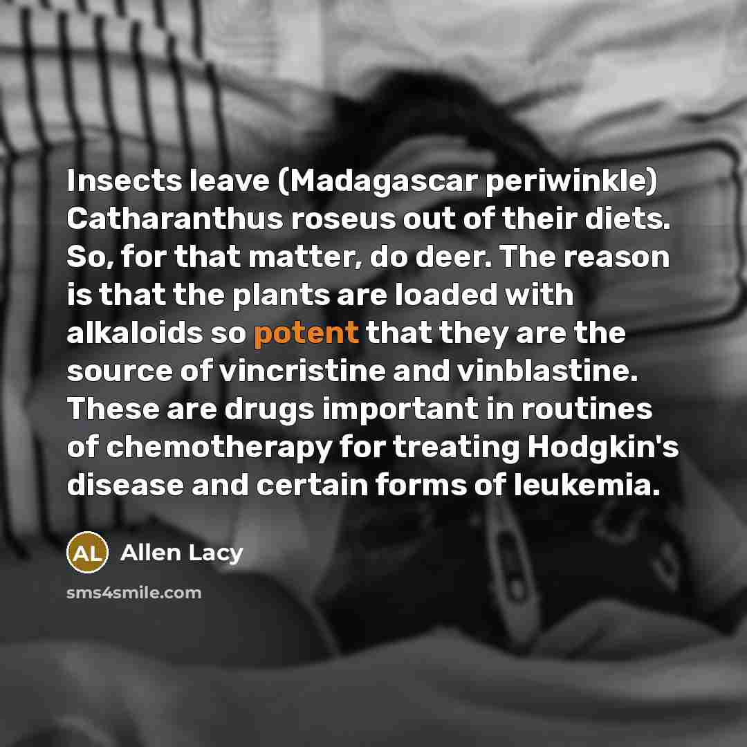 “Insects leave (Madagascar periwinkle) Catharanthus roseus out of their diets.…” quote by Allen Lacy