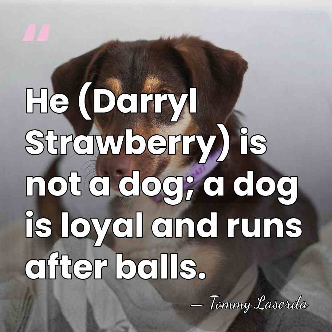 He (Darryl Strawberry) is not a dog; a dog is loyal and&hellip; - Tommy Lasorda
