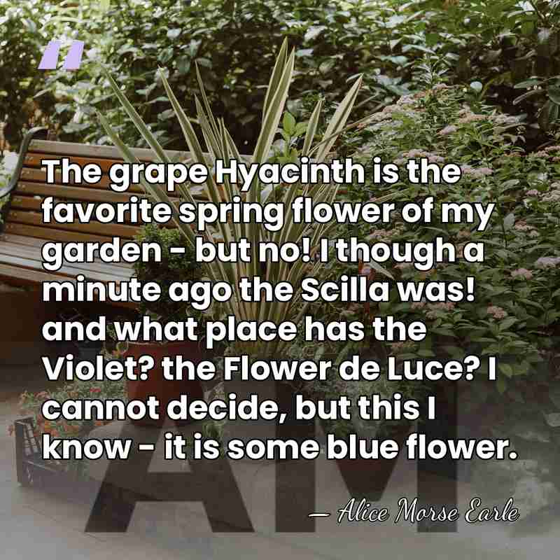 The grape Hyacinth is the favorite spring flower of my garden -&hellip; - Alice Morse Earle