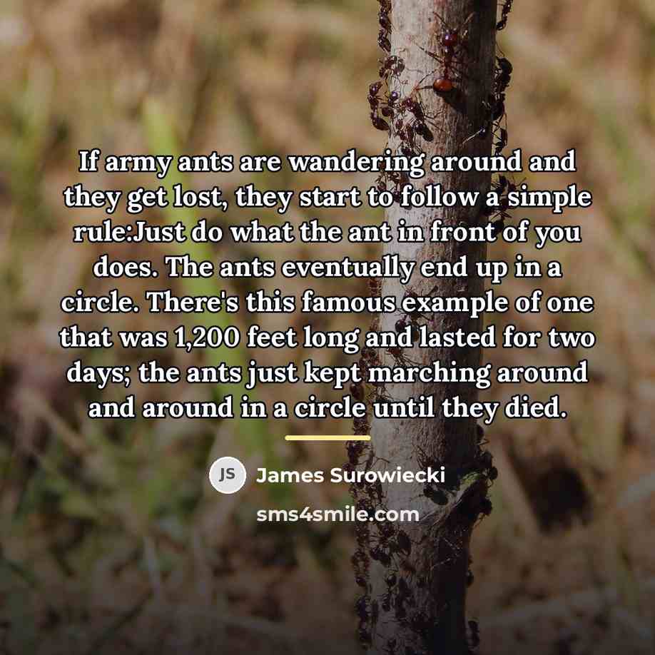 “If army ants are wandering around and they get lost,…” quote by James Surowiecki