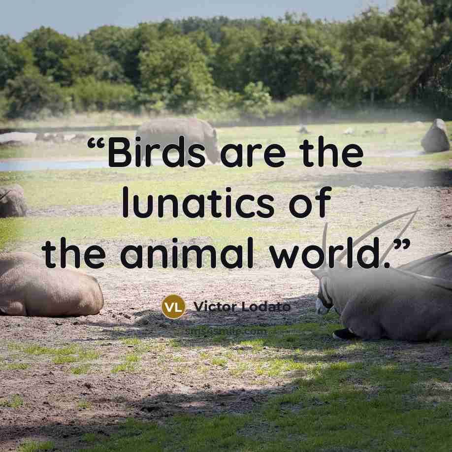 “Birds are the lunatics of the animal world.” quote by Victor Lodato