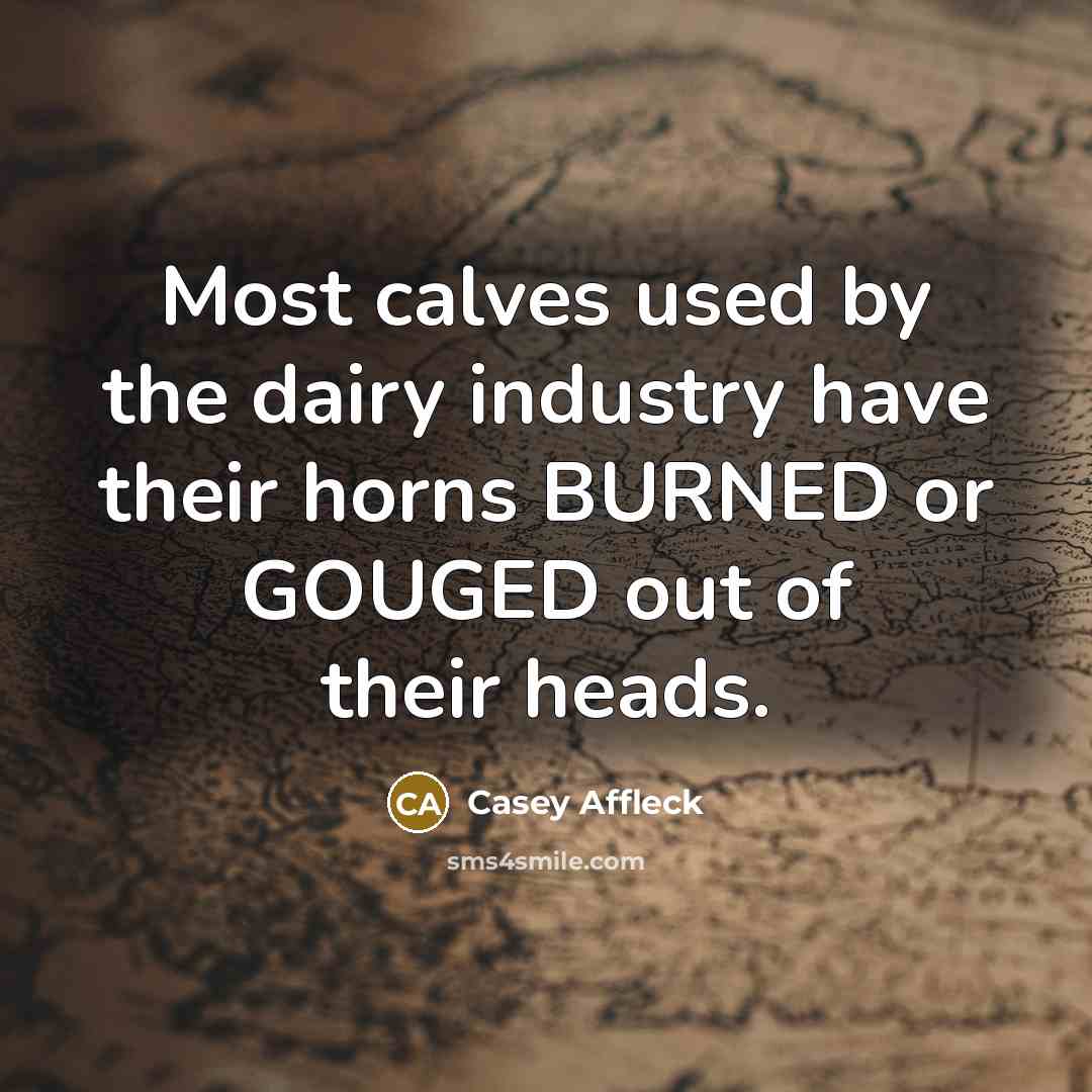 “Most calves used by the dairy industry have their horns…” quote by Casey Affleck