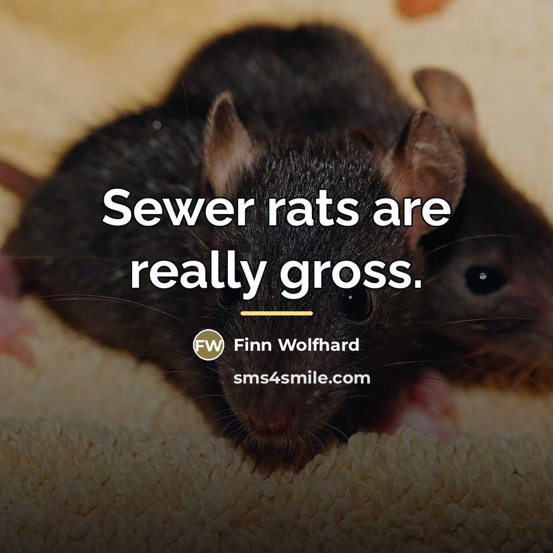 “Sewer rats are really gross.…” quote by Finn Wolfhard
