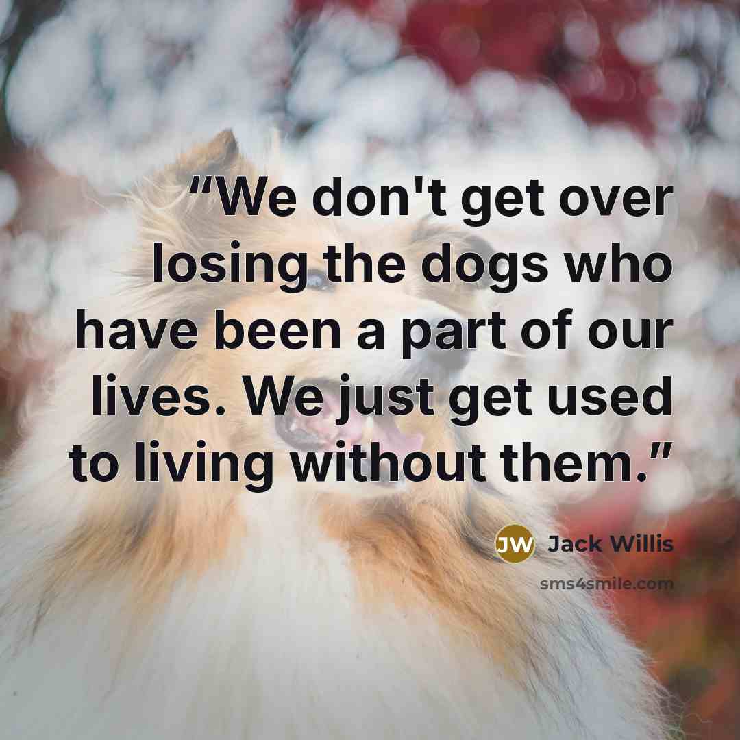 “We don't get over losing the dogs who have been a part of our lives. We just get used to living without them.” quote by Jack Willis
