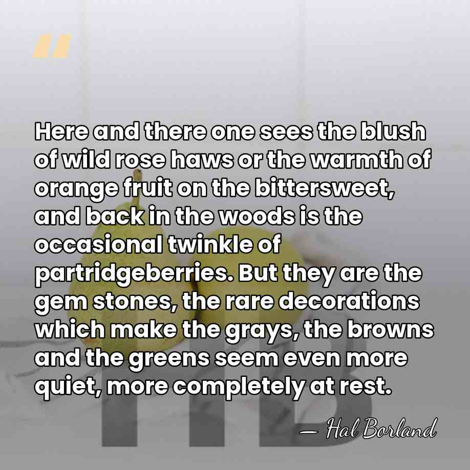 Here and there one sees the blush of wild rose haws or&hellip; - Hal Borland