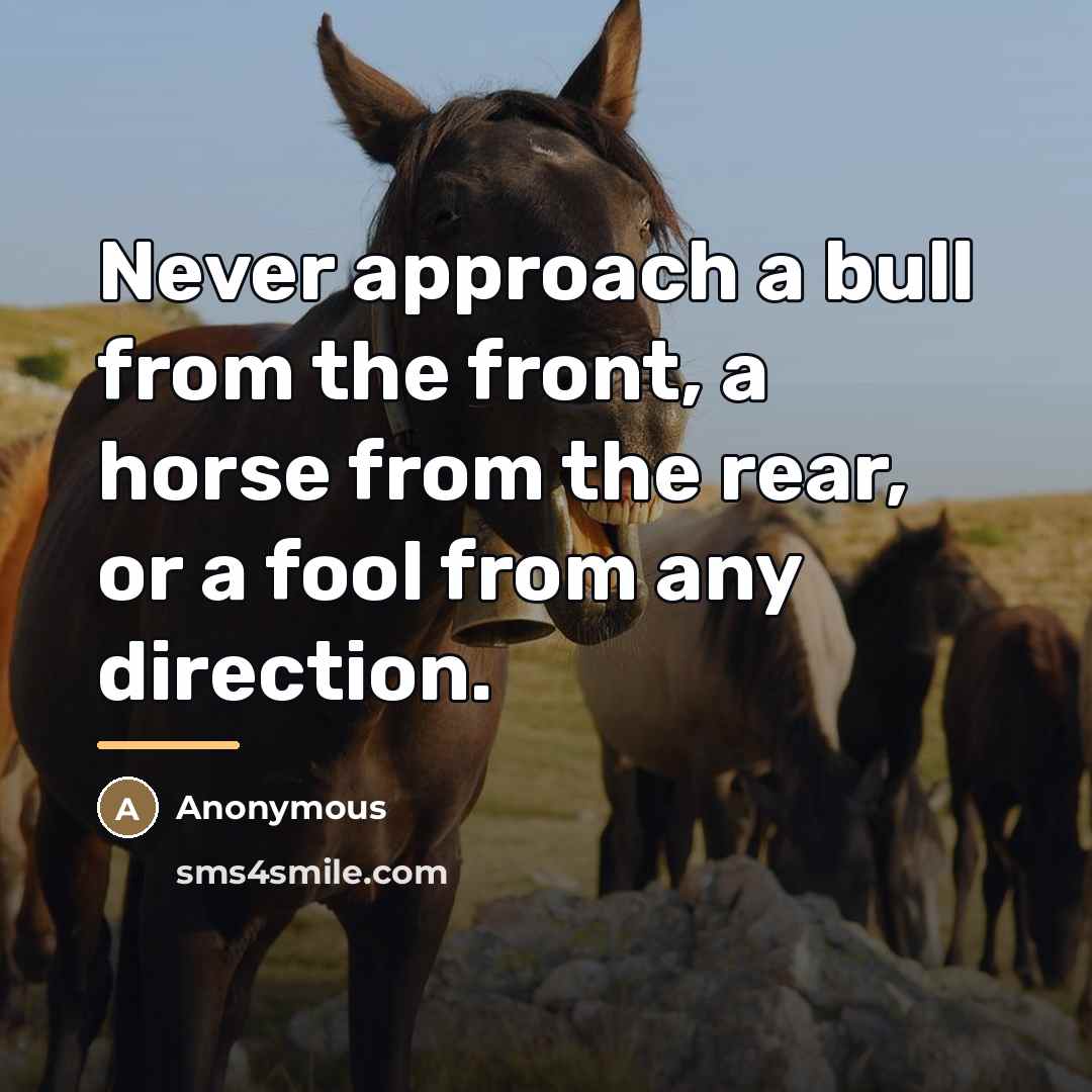 “Never approach a bull from the front, a horse from…” quote by Anonymous
