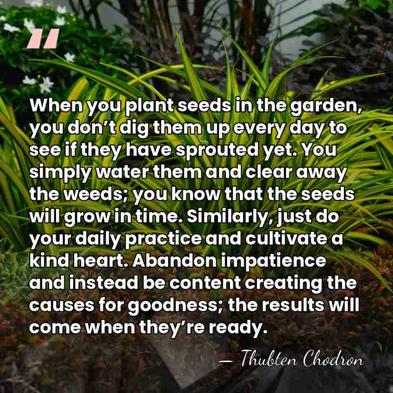 When you plant seeds in the garden, you don’t dig them up&hellip; - Thubten Chodron