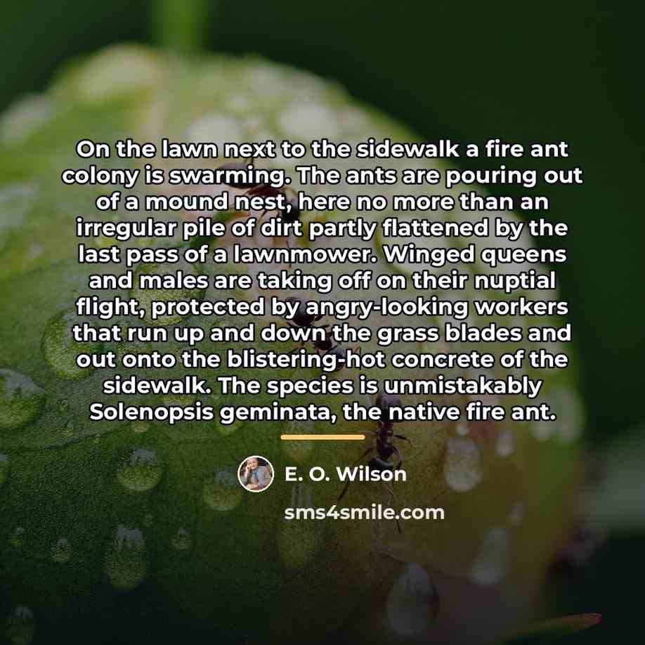 “On the lawn next to the sidewalk a fire ant…” quote by E. O. Wilson
