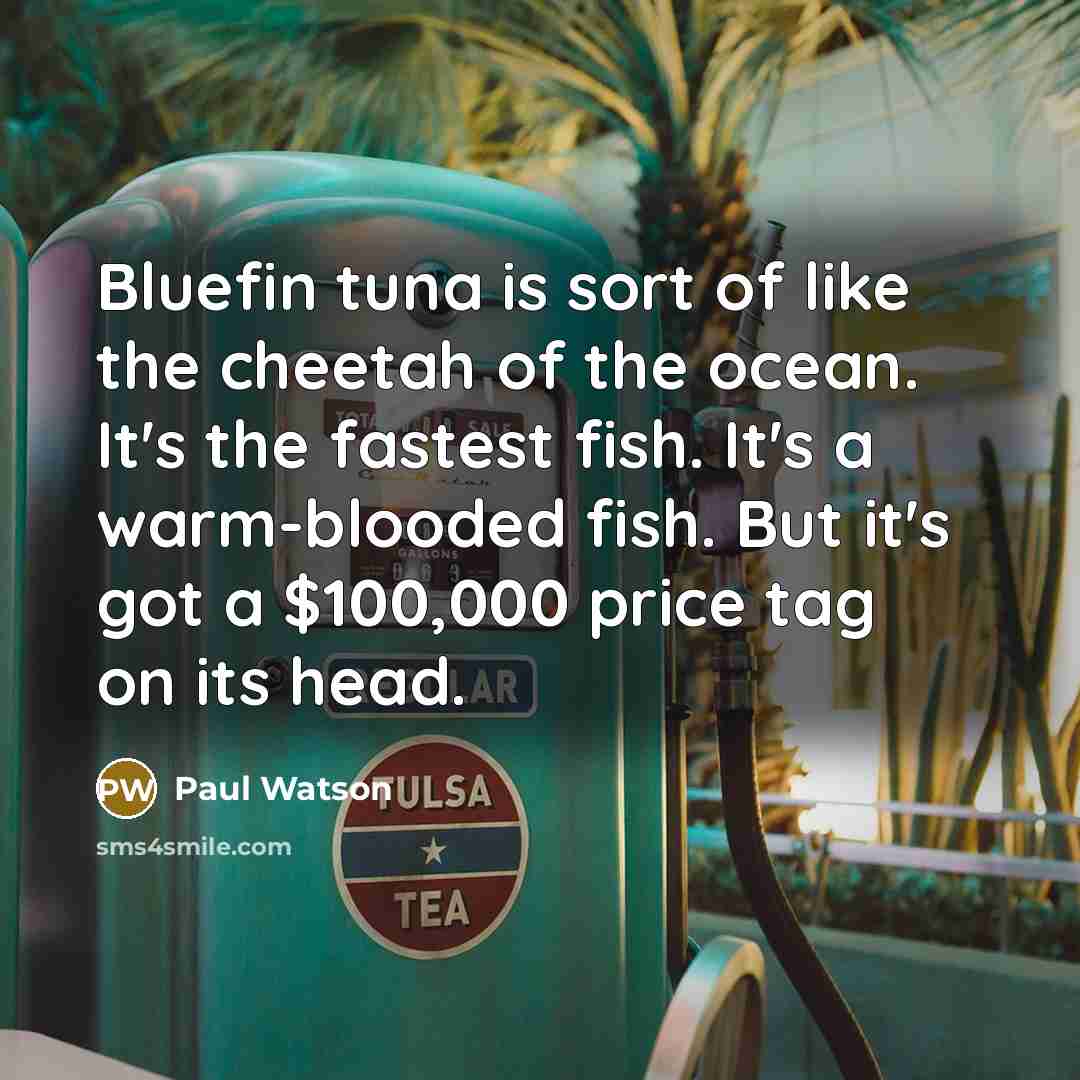 “Bluefin tuna is sort of like the cheetah of the…” quote by Paul Watson