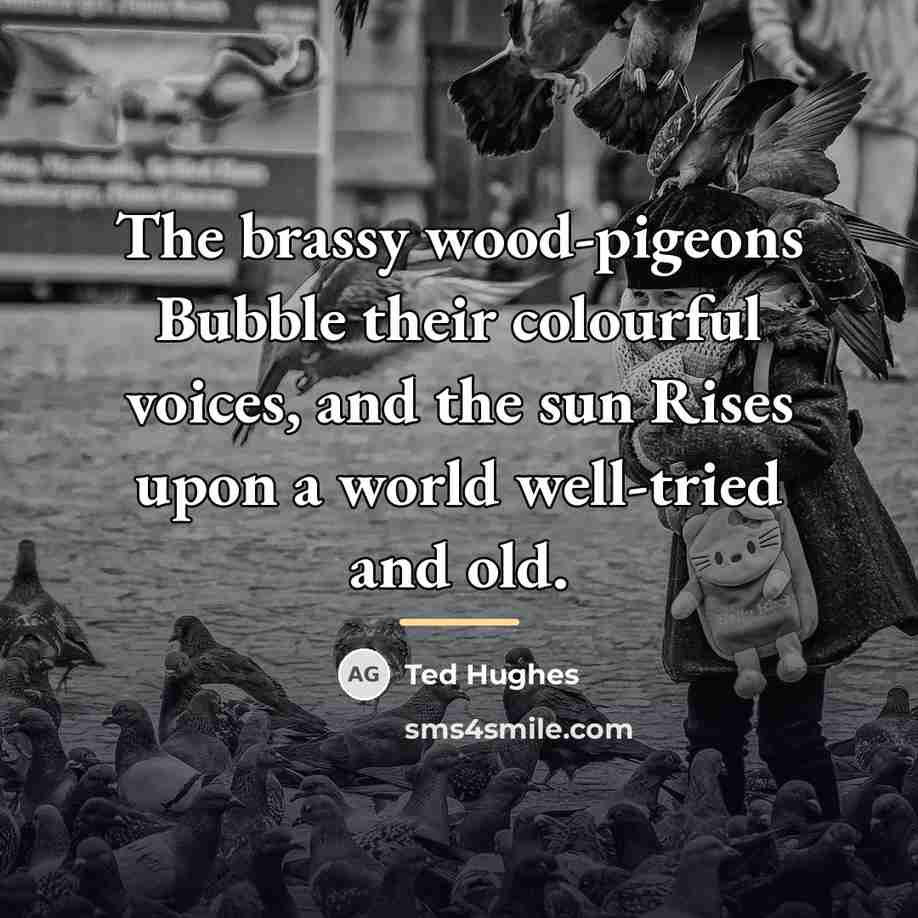 “The brassy wood-pigeons Bubble their colourful voices, and the sun…” quote by Ted Hughes