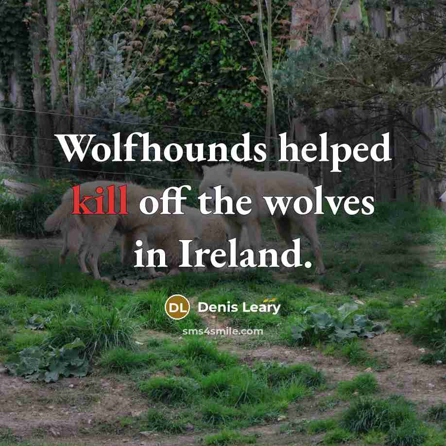 “Wolfhounds helped kill off the wolves in Ireland.…” quote by Denis Leary