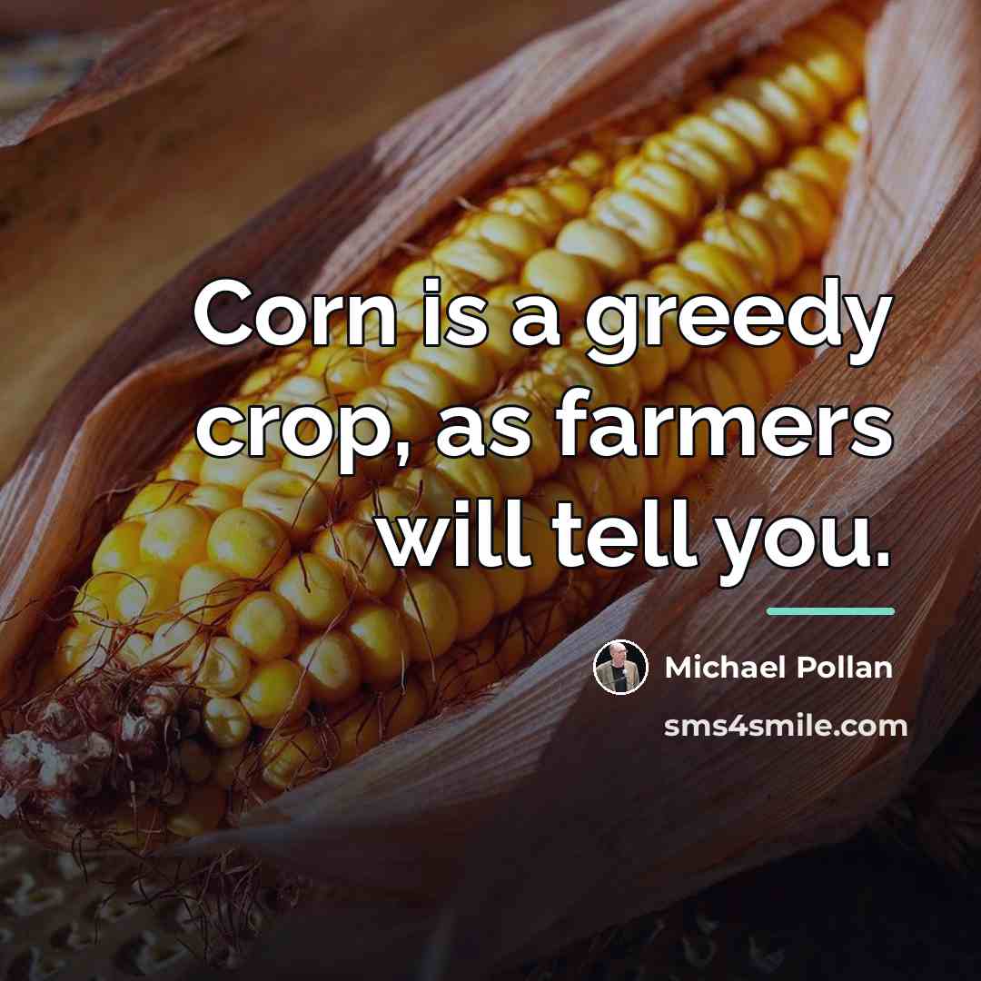 “Corn is a greedy crop, as farmers will tell you.…” quote by Michael Pollan
