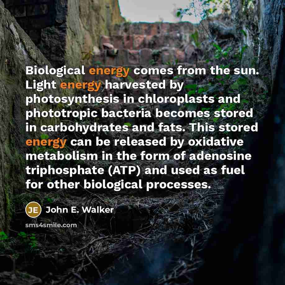 “Biological energy comes from the sun. Light energy harvested by…” quote by John E. Walker