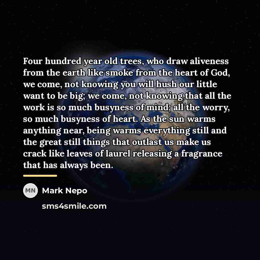 “Four hundred year old trees, who draw aliveness from the…” quote by Mark Nepo