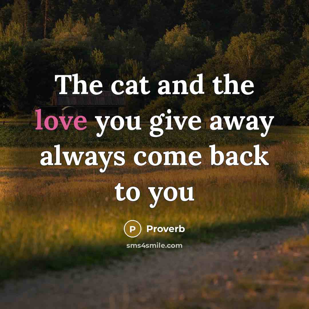 “The cat and the love you give away always come back to you” quote by Proverb