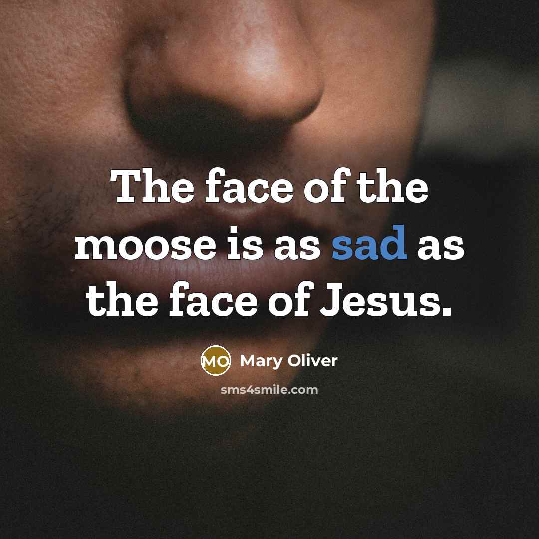 “The face of the moose is as sad as the…” quote by Mary Oliver