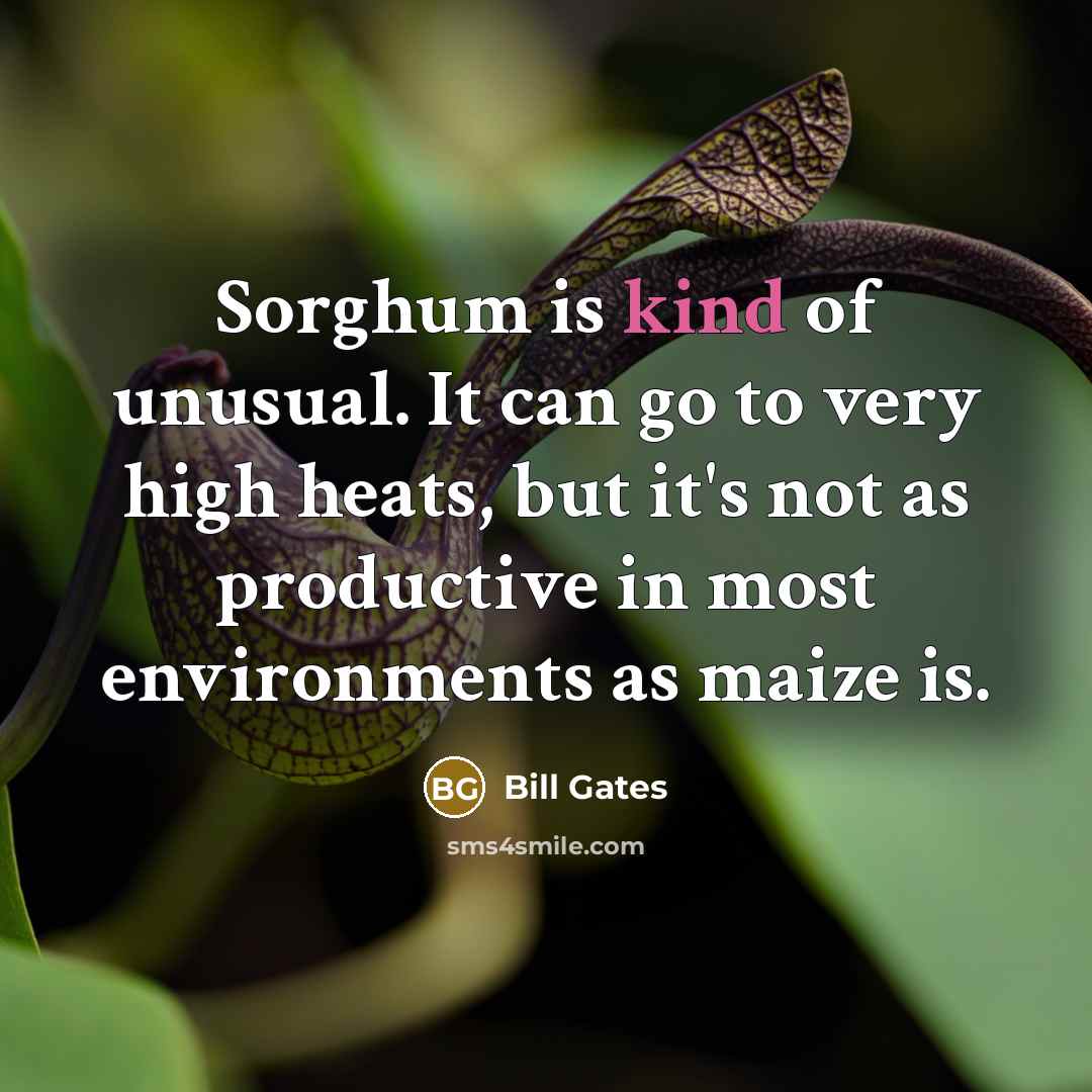 “Sorghum is kind of unusual. It can go to very…” quote by Bill Gates