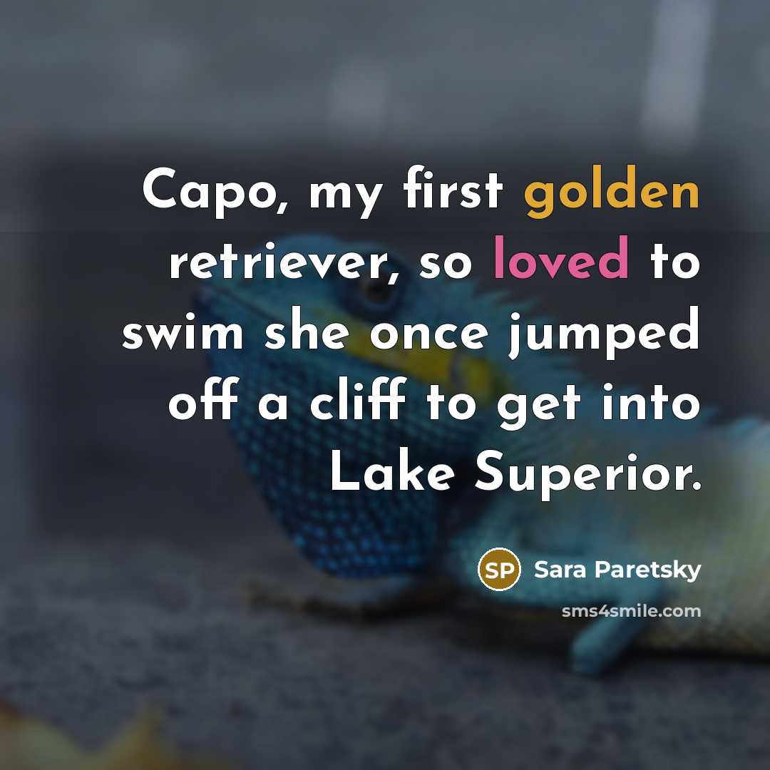 “Capo, my first golden retriever, so loved to swim she once jumped off a cliff to get into Lake Superior.” quote by Sara Paretsky