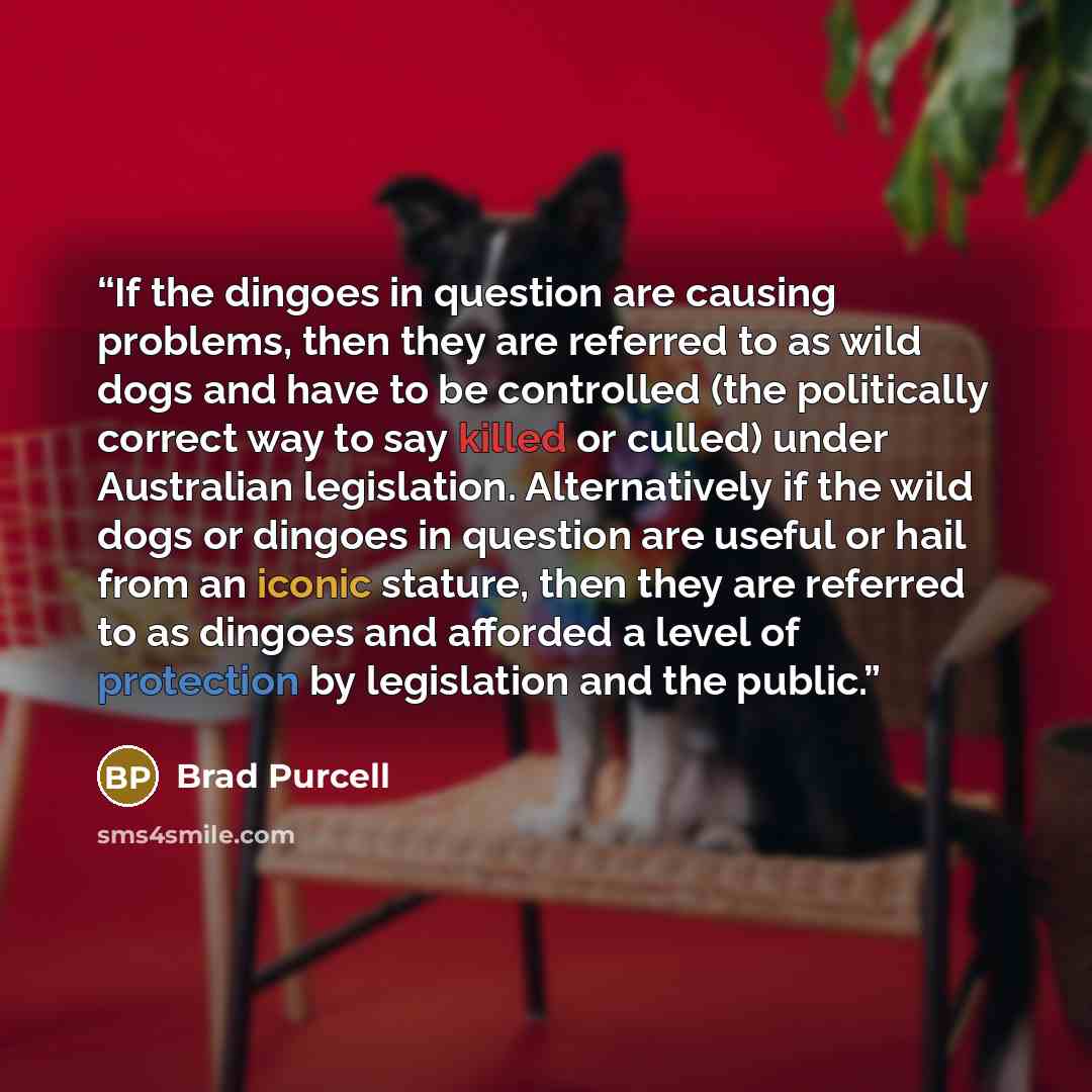 “If the dingoes in question are causing problems, then they are referred to as wild dogs and have to be controlled (the politically correct way to say killed or culled) under Australian legislation. Alternatively if the wild dogs or dingoes in question are useful or hail from an iconic stature…” quote by Brad Purcell