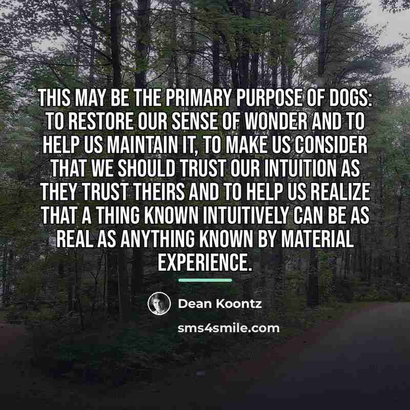 “This may be the primary purpose of dogs: to restore…” quote by Dean Koontz
