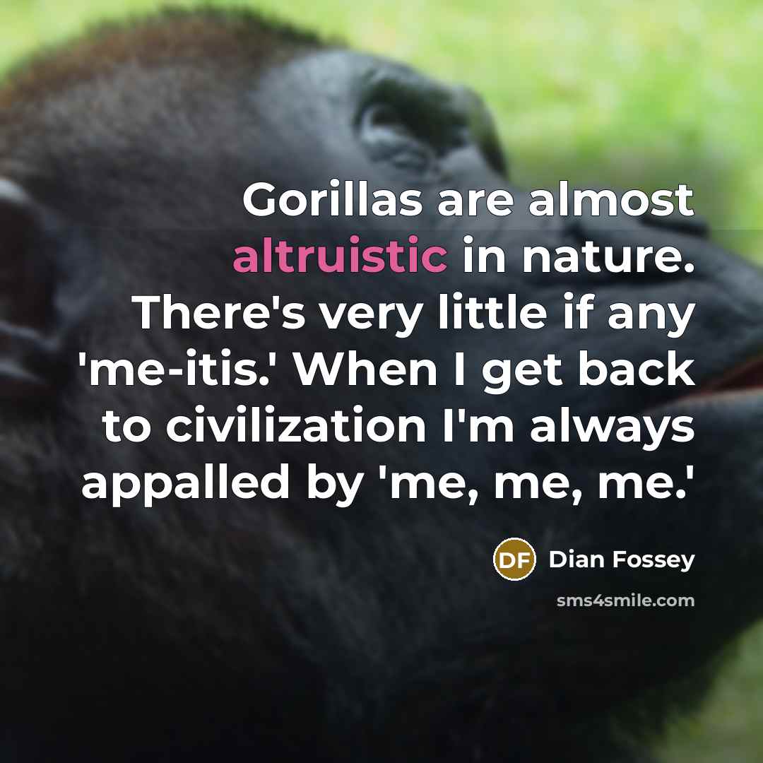 “Gorillas are almost altruistic in nature. There's very little if…” quote by Dian Fossey
