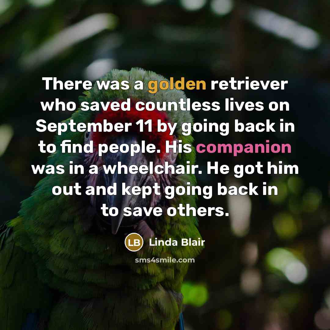 “There was a golden retriever who saved countless lives on September 11 by going back in to find people. His companion was in a wheelchair. He got him out and kept going back in to save others.” quote by Linda Blair