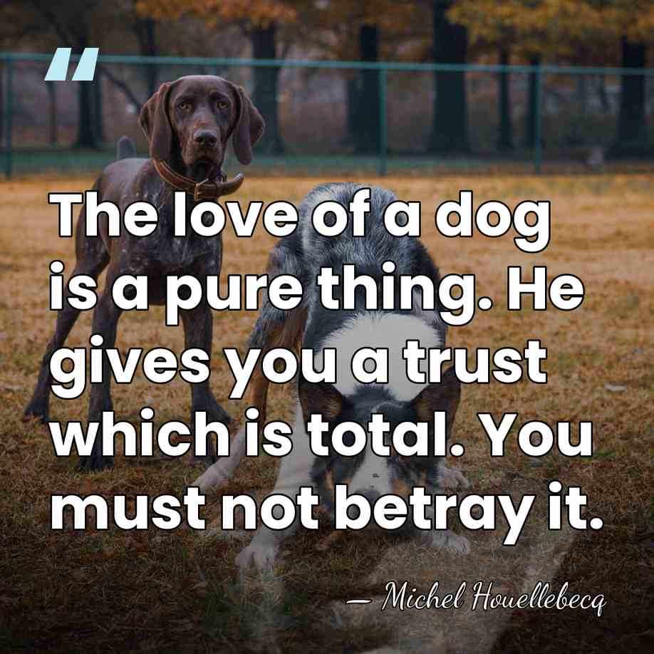 The love of a dog is a pure thing. He gives you&hellip; - Michel Houellebecq