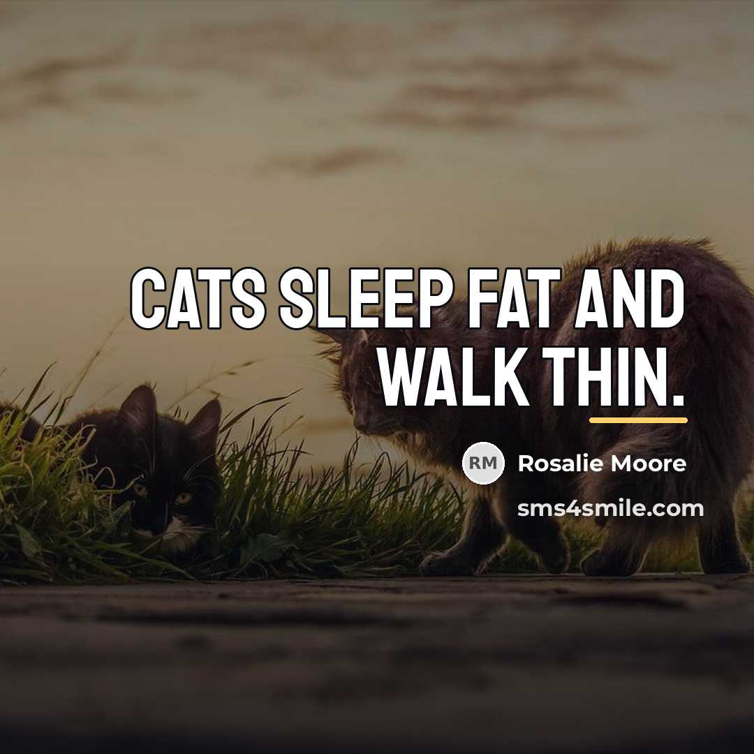 “Cats sleep fat and walk thin.…” quote by Rosalie Moore