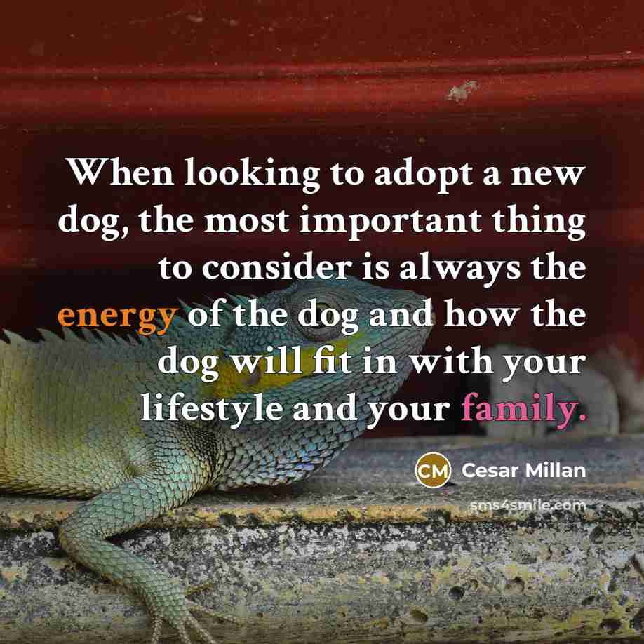 “When looking to adopt a new dog, the most important thing to consider is always the energy of the dog and how the dog will fit in with your lifestyle and your family.” quote by Cesar Millan