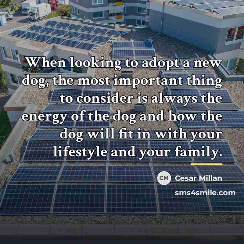 “When looking to adopt a new dog, the most important…” quote by Cesar Millan