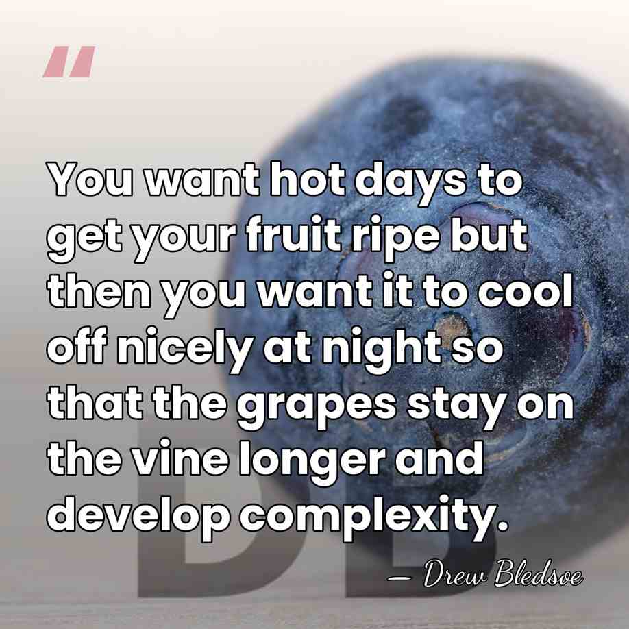 You want hot days to get your fruit ripe but then you&hellip; - Drew Bledsoe