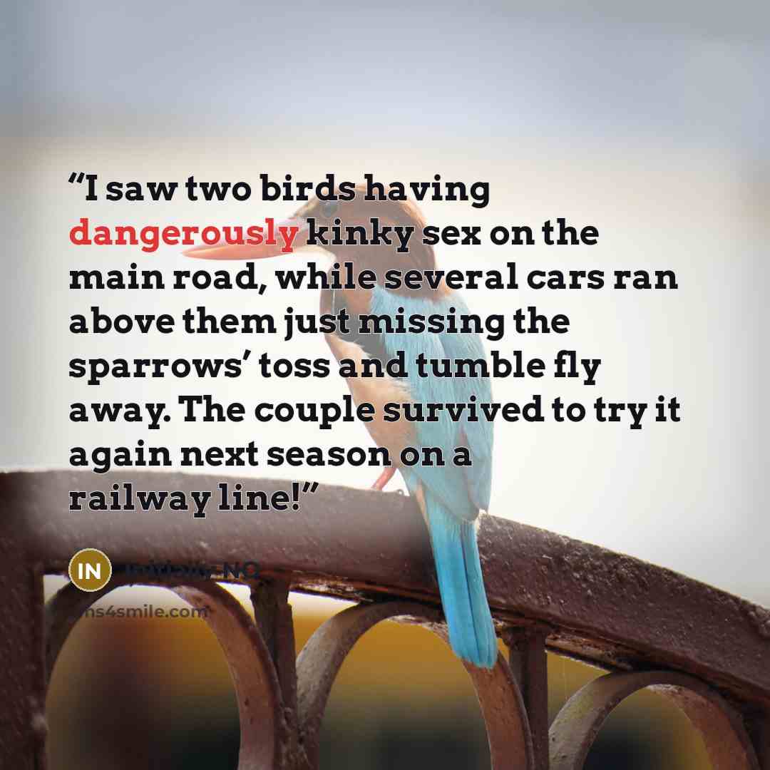 “I saw two birds having dangerously kinky sex on the main road, while several cars ran above them just missing the sparrows’ toss and tumble fly away. The couple survived to try it again next season on a railway line!” quote by Initially NO