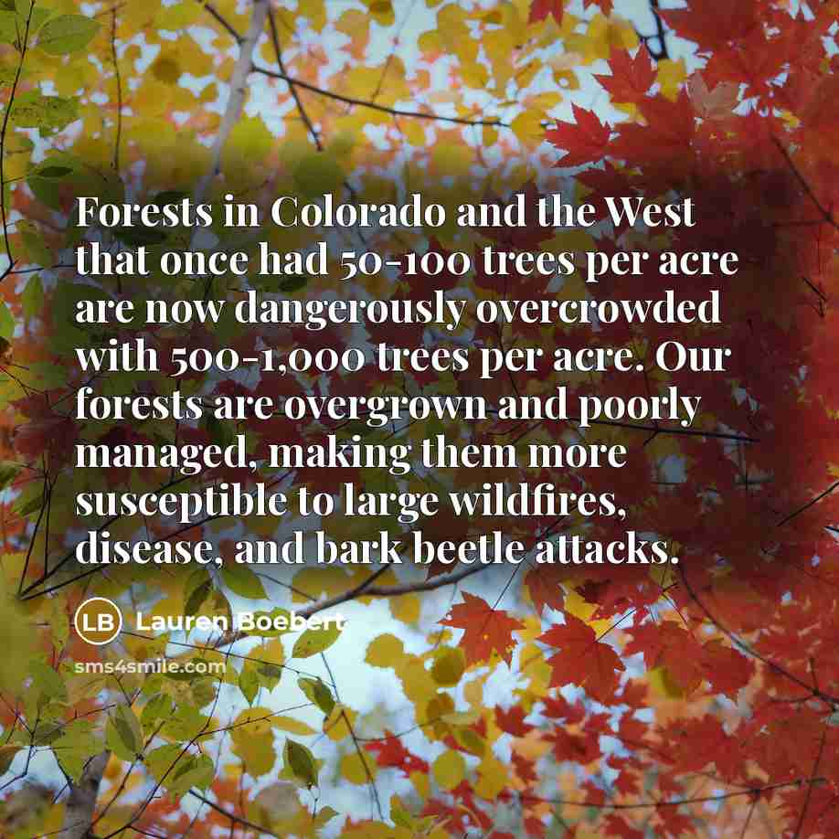 “Forests in Colorado and the West that once had 50-100…” quote by Lauren Boebert