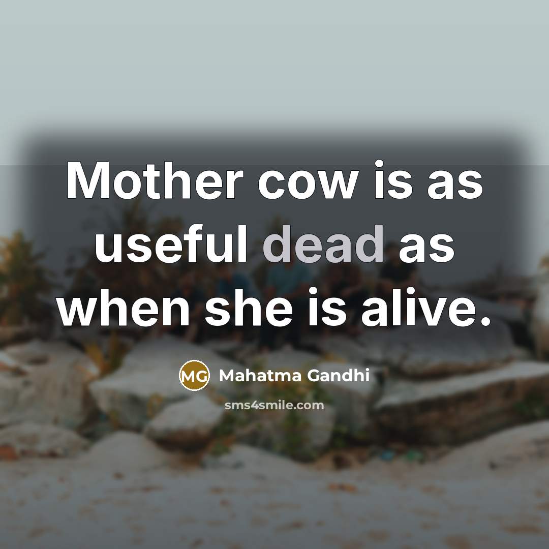 “Mother cow is as useful dead as when she is…” quote by Mahatma Gandhi