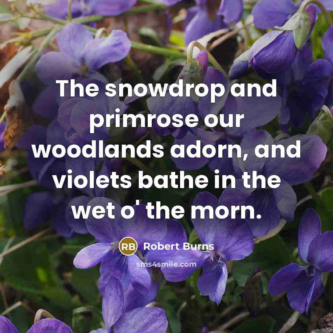 “The snowdrop and primrose our woodlands adorn, and violets bathe…” quote by Robert Burns
