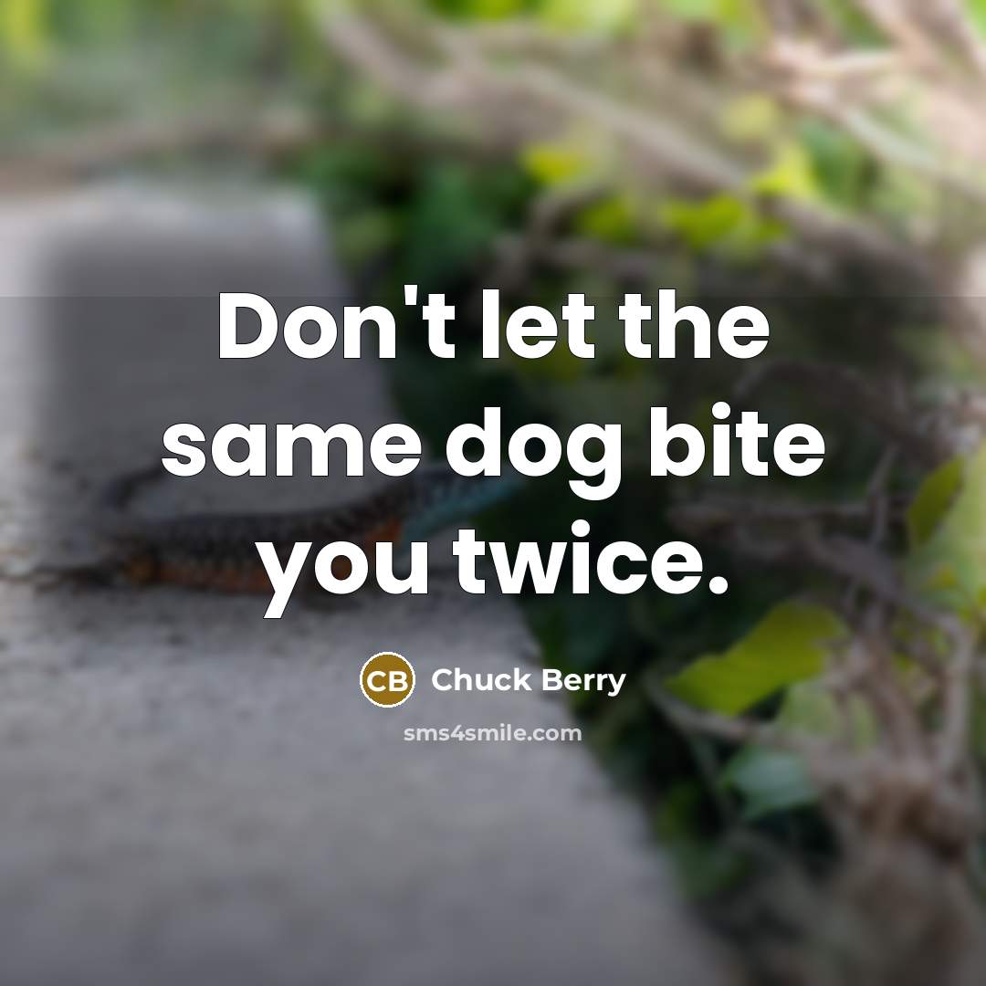 “Don't let the same dog bite you twice.” quote by Chuck Berry