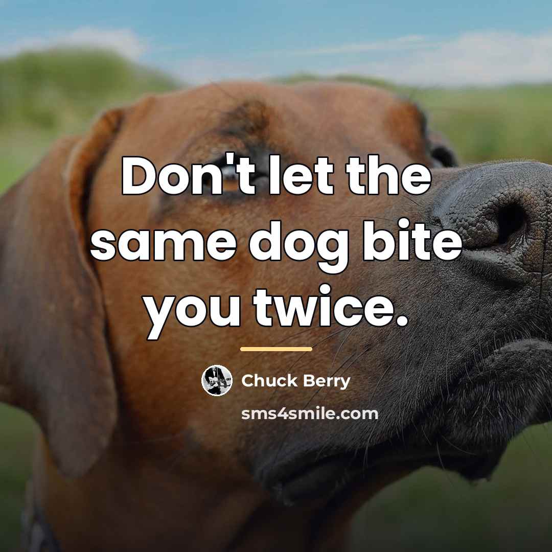 “Don't let the same dog bite you twice.…” quote by Chuck Berry