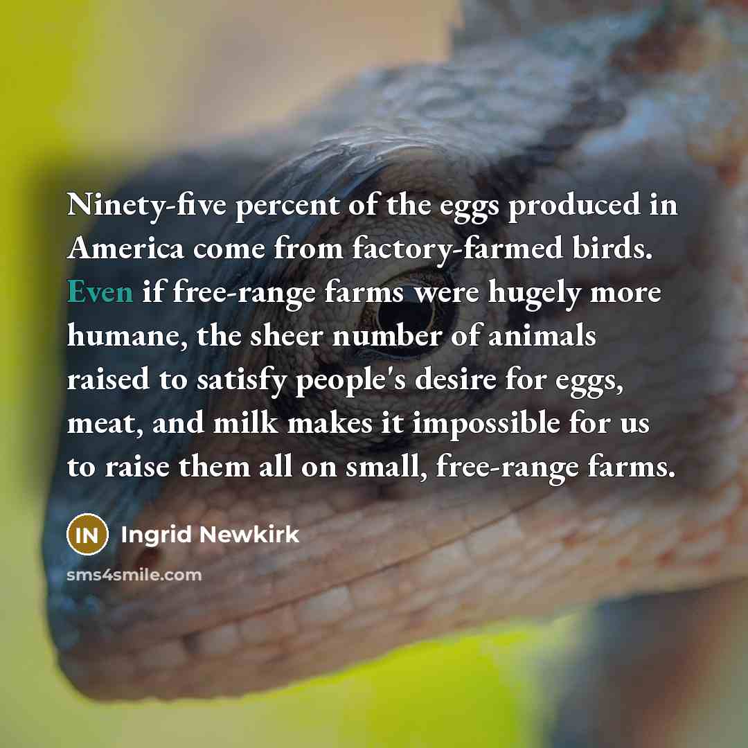 “Ninety-five percent of the eggs produced in America come from…” quote by Ingrid Newkirk